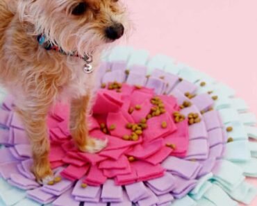 How to Create a Diy Snuffle Box from Recyclables for Rainy Days