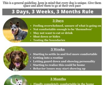 How to Create a Scent Swap Routine for Dogs before Bringing Home a New Puppy
