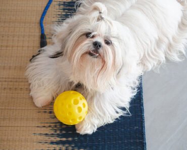 How to Create a Shared Toy Rotation Plan for Dogs to Prevent Arguments
