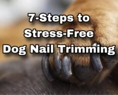 How to Desensitize Dogs to Nail Clippers Sound before Real Trims