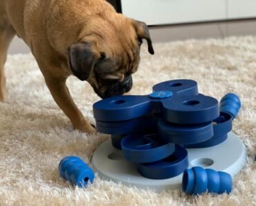 How to Design Enrichment Routines for Two Dogs With Different Energy Levels