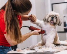 How to Do a Sanitary Trim Safely for Long Haired Dogs at Home