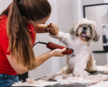 How to Do a Sanitary Trim Safely for Long Haired Dogs at Home