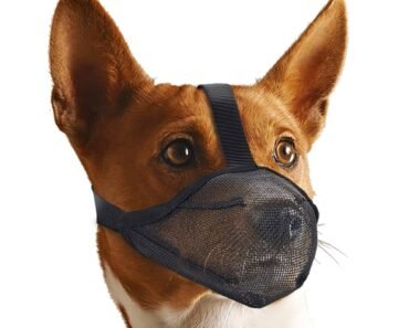 How to Fit And Introduce a Basket Muzzle Positively for Vet Visits