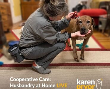How to Help a Dog Accept Ear Drops Using Cooperative Care Steps