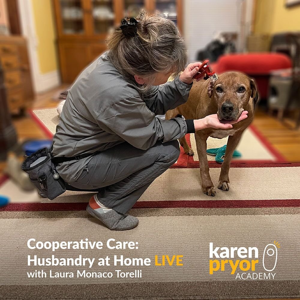 How to Help a Dog Accept Ear Drops Using Cooperative Care Steps: Easy ...