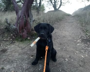 How to Hike With Puppies And Set Safe Distance Limits by Age