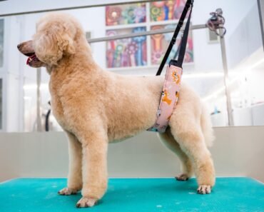 How to Introduce Dogs to a Grooming Table Without Stress