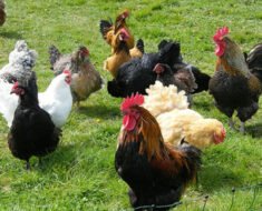 How to Introduce Dogs to Farm Animals from a Distance With Stock Proofing Basics