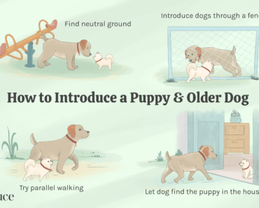 How to Introduce Two Adult Dogs on Neutral Ground Safely