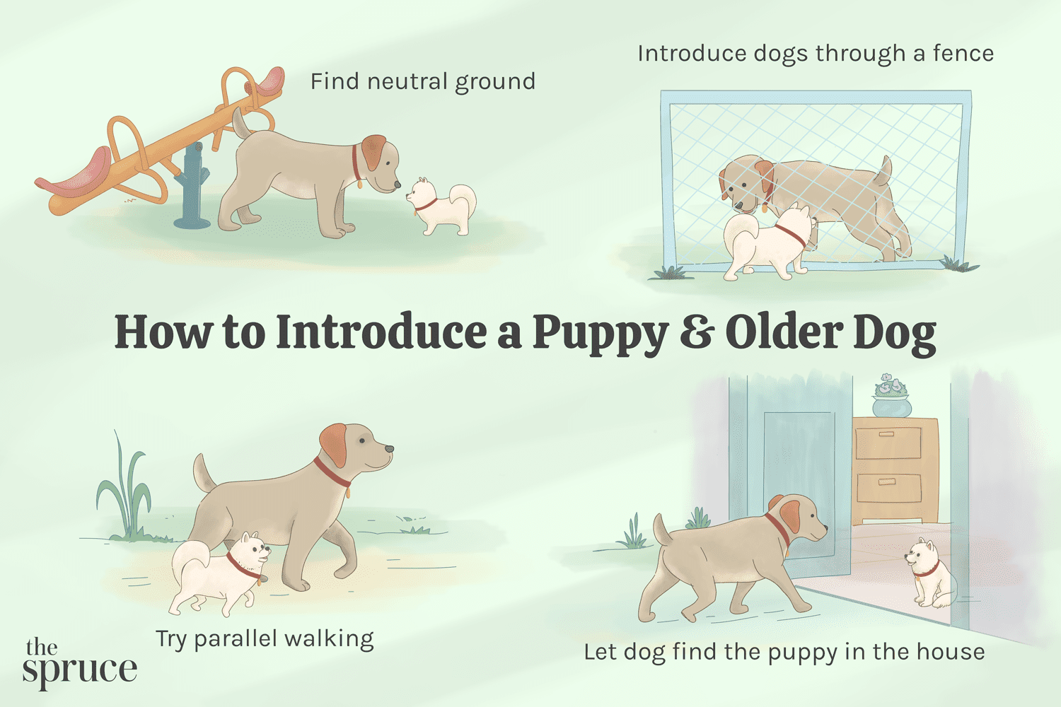 A closer look at Dog Introduction To Other Animals Outside Safely