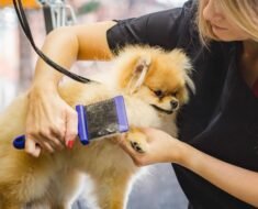 How to Line Brush Double Coat Dogs Section by Section