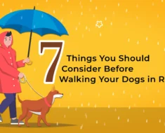 How to Make a Monsoon Walk Routine for Dogs