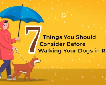 How to Make a Monsoon Walk Routine for Dogs