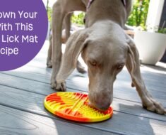 How to Make Diy Frozen Lick Mats for Dogs for Enrichment Without Dairy