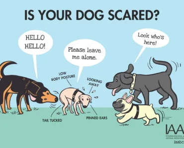 How to Manage First Greetings at Dog Parks for Dogs to Avoid Scuffles