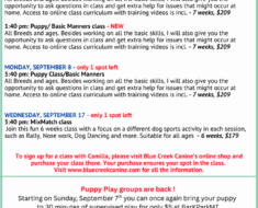 How to Plan Puppy Socialization Field Trips Week by Week