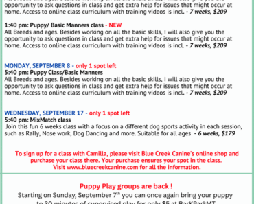 How to Plan Puppy Socialization Field Trips Week by Week