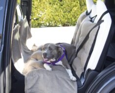 How to Prepare a Car-Sick Dog for Relaxed Road Trips