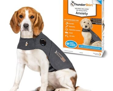 How to Prepare a Dog for Thunderstorms With a Canine Noise Training Plan