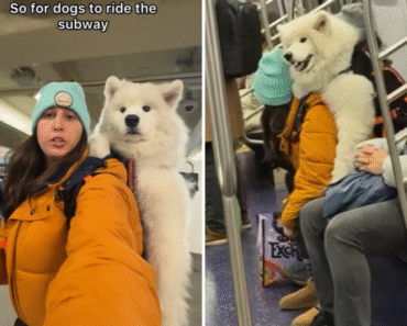 How to Prepare Dogs for Public Transport Rides Like Metro And Buses