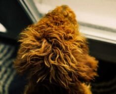 How to Prevent Door Dashing in Dogs With Boundary Training at Thresholds