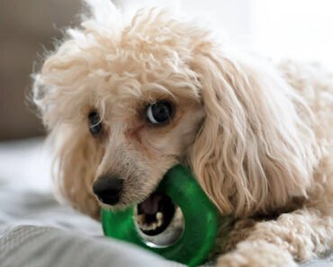 How to Prevent Resource Guarding around Kids’ Toys at Home