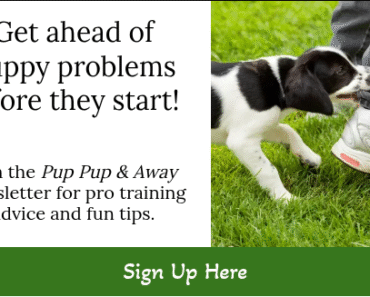 How to Puppy Proof Cables And Trash Cans in Small Apartments