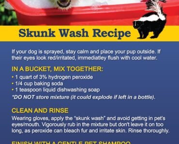 How to Remove Skunk Smell from Dogs Using Safe Household Steps