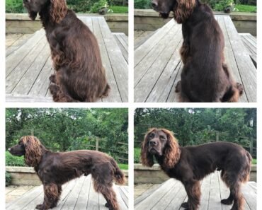 How to Safely Trim Long Ear Hair at Home for Spaniel Type Dogs