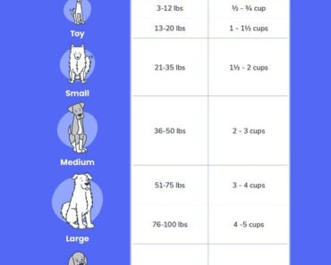 How to Set a Puppy Feeding Schedule by Age With Sample Timetables