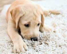 How to Set Up a Dog Safe Cleaning Routine Using Pet Friendly Products