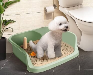 How to Set Up an Indoor Potty Area on a Balcony Safely