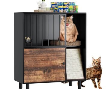 How to Set Up Separate Feeding Stations for Dogs And Cats in Small Homes