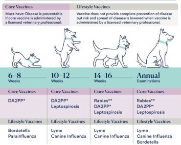 How to Socialize Puppies After First Vaccinations With a Safe Plan