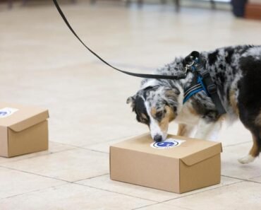 How to Start Scent Work for Dogs at Home With Cardboard Boxes