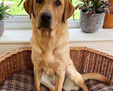 How to Stop Begging in Dogs at the Table With Stationing And Reinforcement