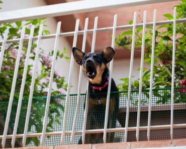 How to Stop Dog Barking at Apartment Doorbells Without Punishment