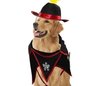 How to Stop Dogs from Stealing Laundry And Socks With Swap And Trade Games