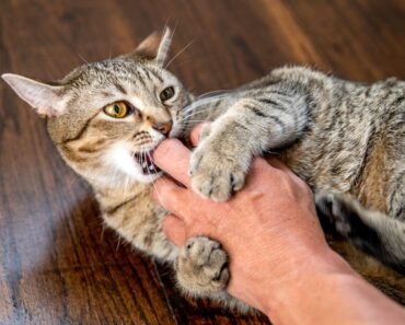 How to Stop Jealous Behavior between Dogs During Petting Sessions