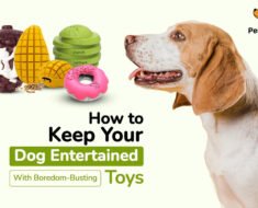 How to Stop Pawing for Attention in Dogs Using Teachable Alternatives