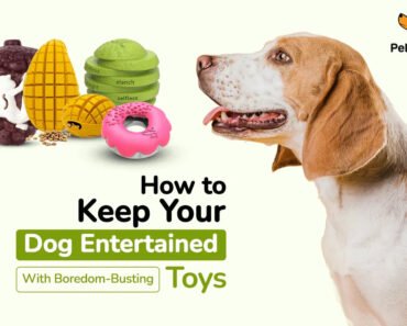 How to Stop Pawing for Attention in Dogs Using Teachable Alternatives