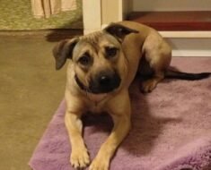 How to Stop Puppy Jumping on Guests Using Stationing to a Mat