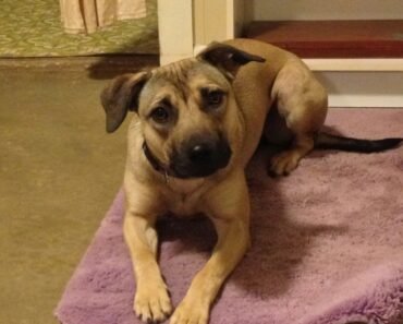 How to Stop Puppy Jumping on Guests Using Stationing to a Mat