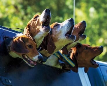 How to Teach a Release Word to Dogs That Ends Training Sessions Cleanly