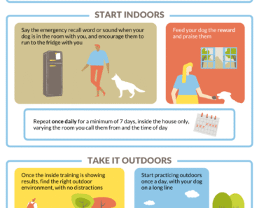 How to Teach a Reliable Emergency Recall Using a Whistle