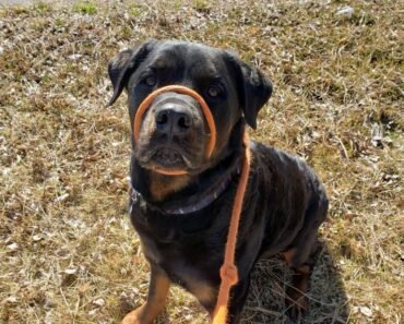 How to Teach a Solid Stay to Dogs When You Leave the Room