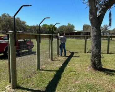 How to Teach Boundary Games to Dogs to Prevent Fence Climbing