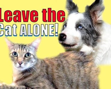 How to Teach Dogs to Leave the Household Cat Alone at Home