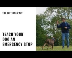 How to Teach Drop on Recall to Dogs As an Emergency Stop